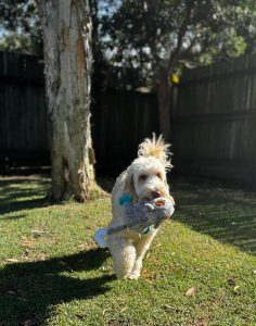 Aggie