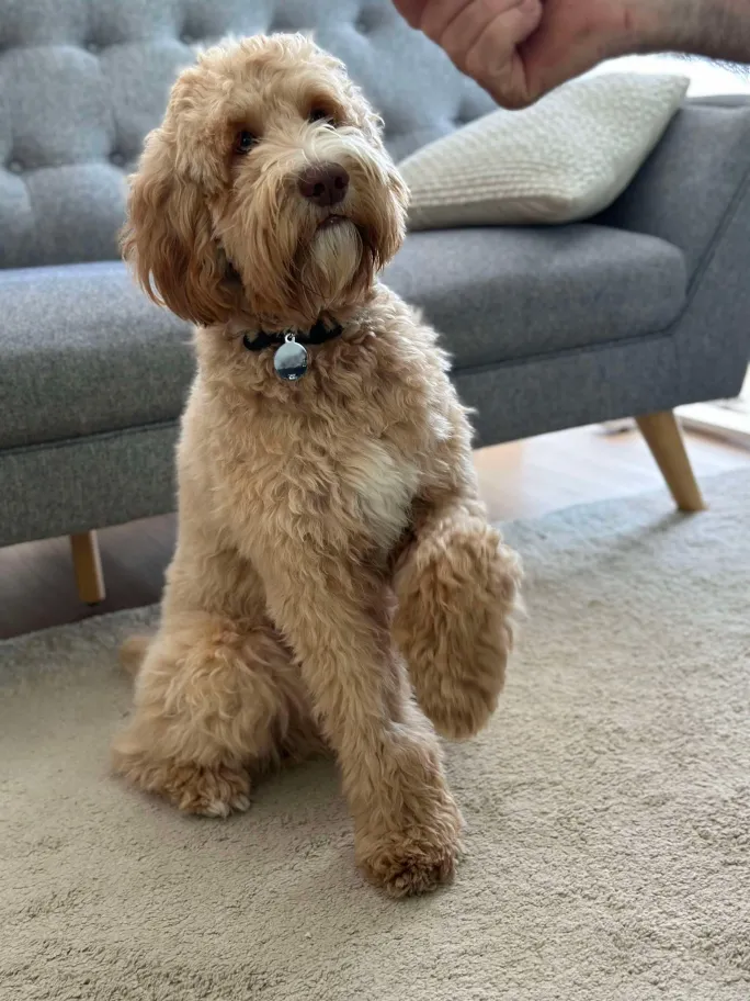 Archie