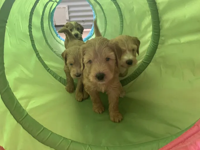 Cobberdog puppies