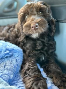 Gracie