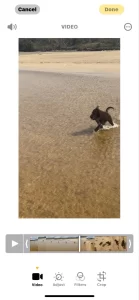 Gracie