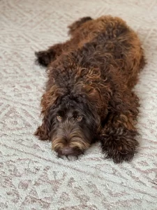 Gracie