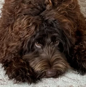 Gracie