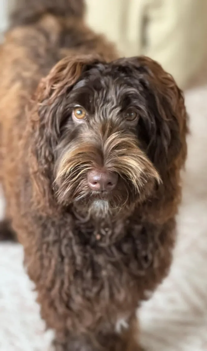 Gracie