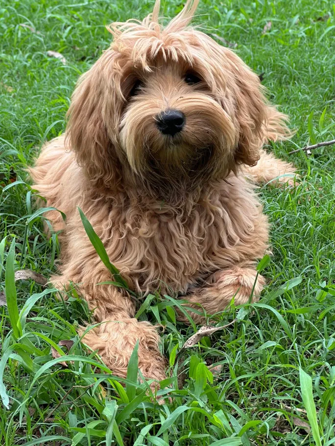 Honey