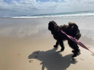 Kirra