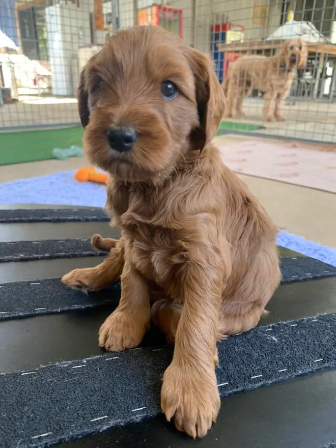 Red cobberdog pup