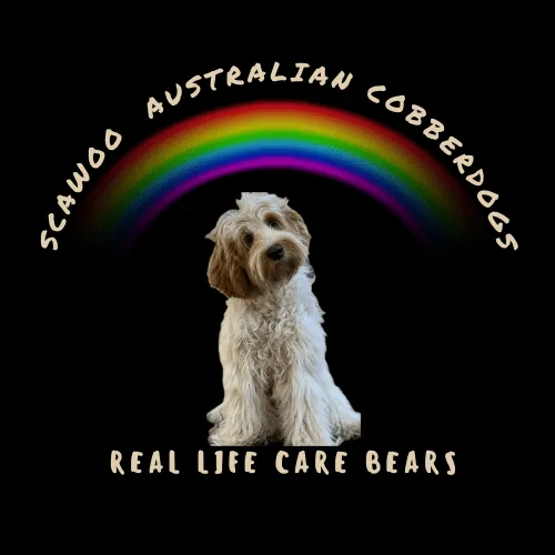 Scawoo Australian Cobberdogs