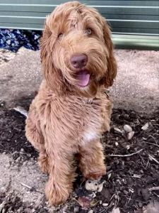 Ted