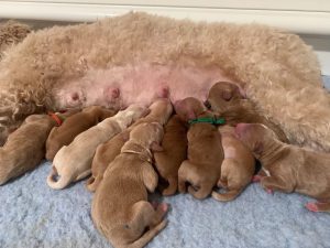 blonde to red cobberdogs