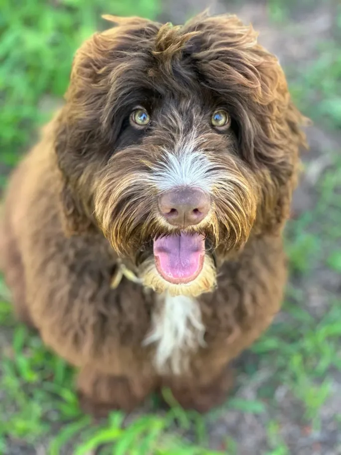 chester