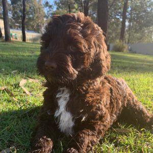 coco puppy here