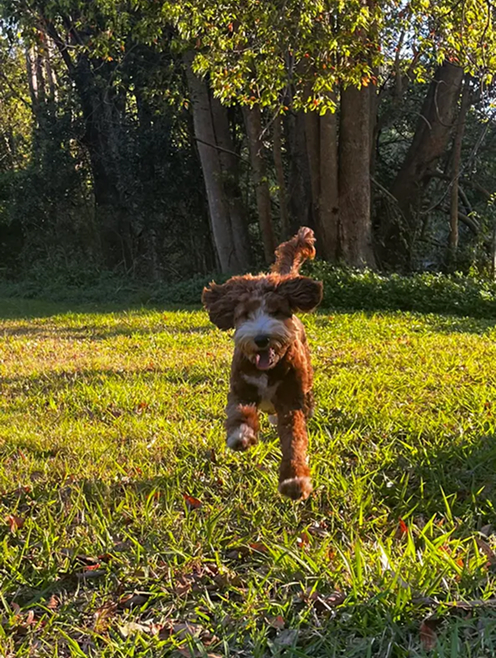 dog in grass