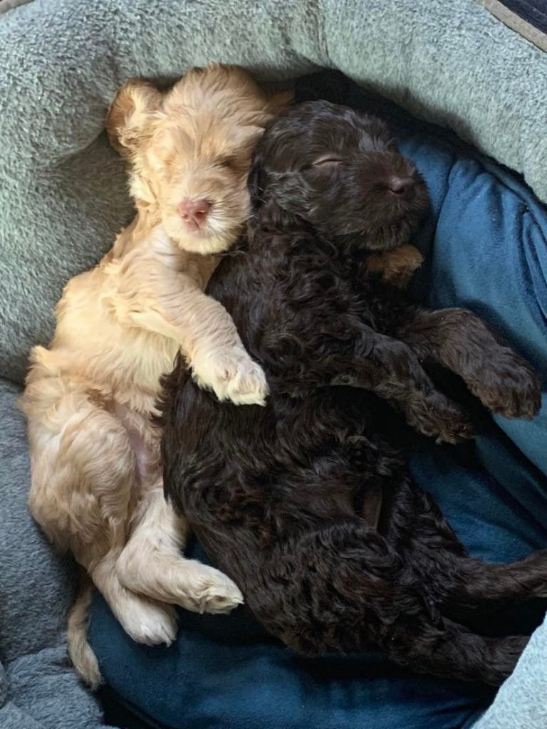 blonde and chocolate cobberdog