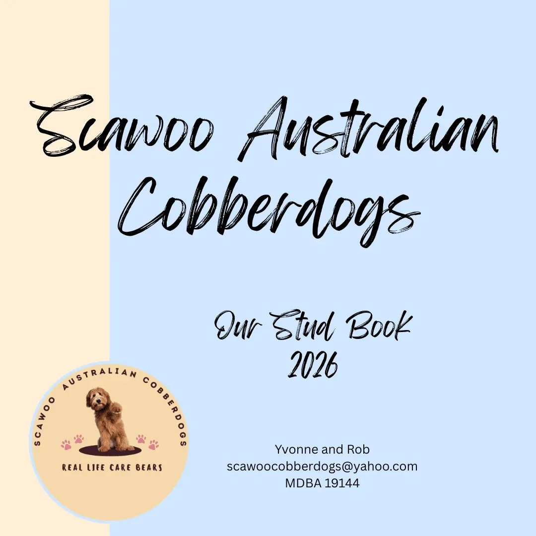 Scawoo Australian Cobberdogs