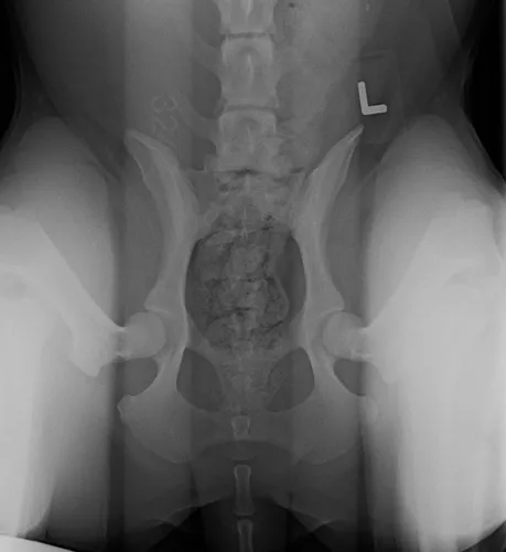 Australian cobberdog xray
